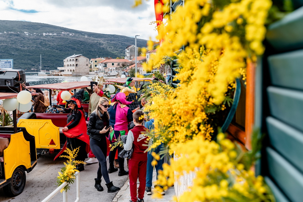 Praznik mimoze 57. "Dok sve spava, mimoza se budi"